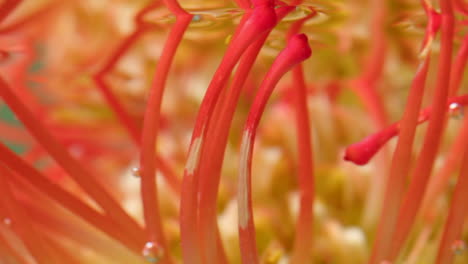 close-up of pincushion protea flower