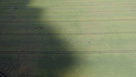 aerial wide shot of the young cornfield in the central european countryside, cinematic flyover with cloud shadow