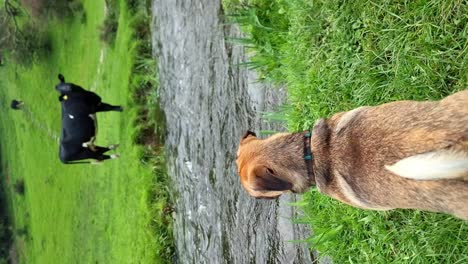 VERTICAL-Curious-puppy-watching-cow-grazing-across-fresh-stream-on-idyllic-farmland-meadow