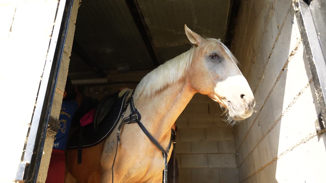 Two riders work together at low angle view to fit and secure the saddle to the horse inside the stable