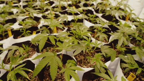 marijuana plants growing in a legal indoor operation