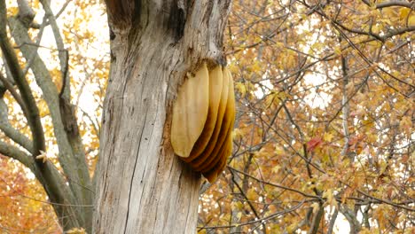 Nature-landscape,-feral-nest-spotted-on-the-tree-with-autumnal-foliage-background