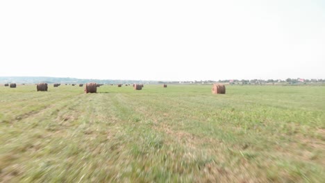 flat hill meadow with haystacks at summer time. wild nature and rural haystacks on grass field. haystacks on farm field with rows. agronomy and agricultural concept. harvesting