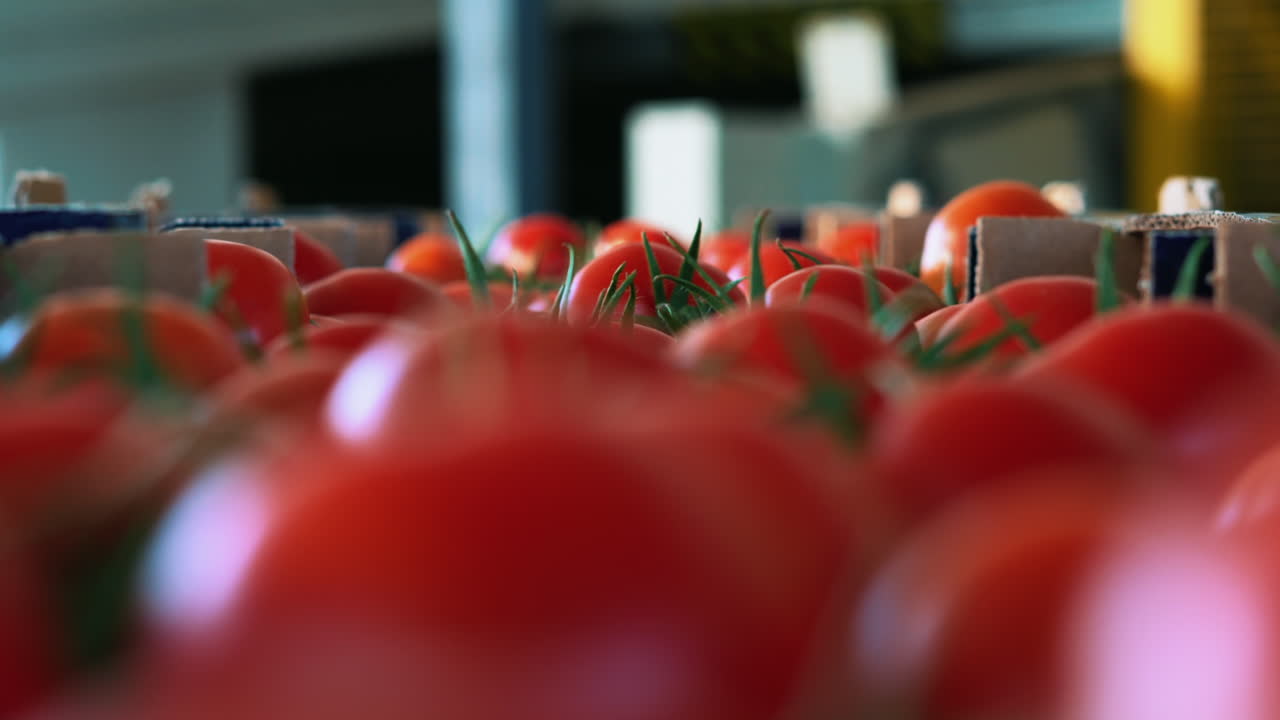 Crate full of red tomatoes. Production of tomato factory.Close up.
