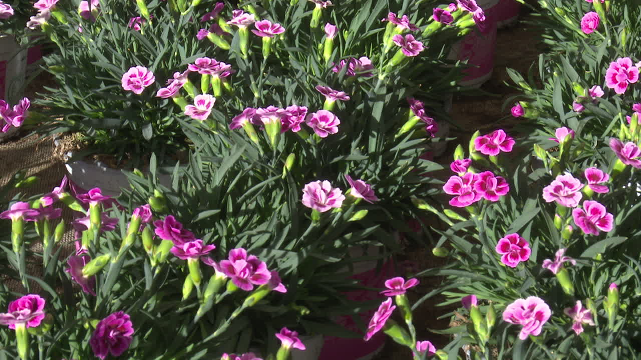 Pink Carnations in Pots