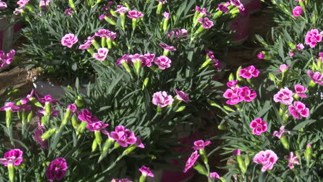 pink carnations in pots