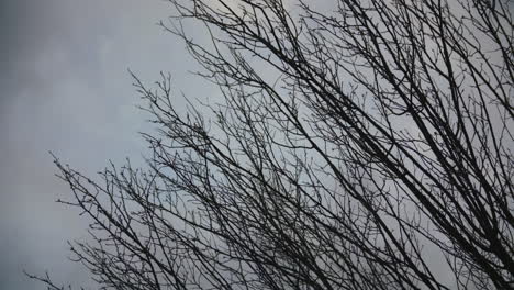 Ramas-Y-árboles-De-Otoño-Balanceándose-Con-El-Viento.