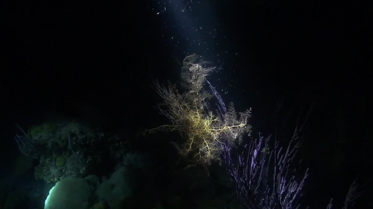 освещение рифа в ночное время