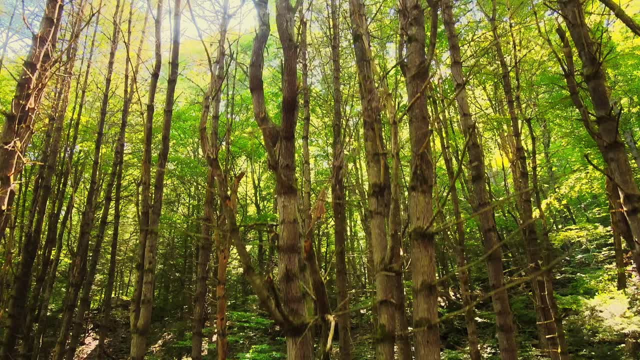 drone descendiendo lentamente por un bosque alto, antiguo, verde y hermoso durante el verano con luz dorada en resolución de 4k