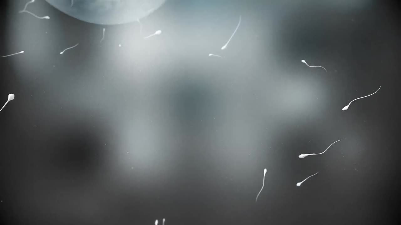 un óvulo en movimiento siendo fertilizado por espermatozoides