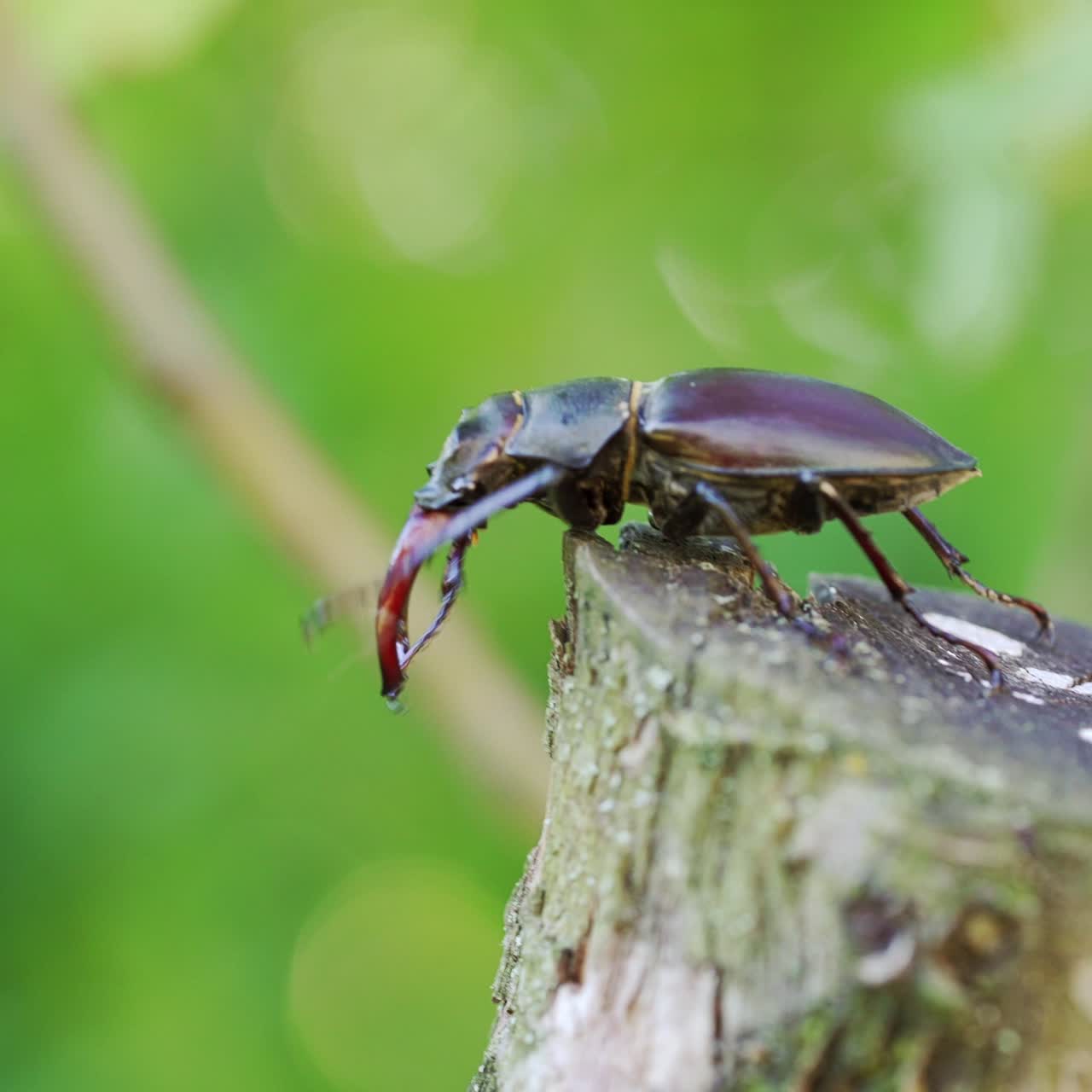 Stag-beetle crawling on a tree. Rare beetles in the forest. (Lucanus cervus).