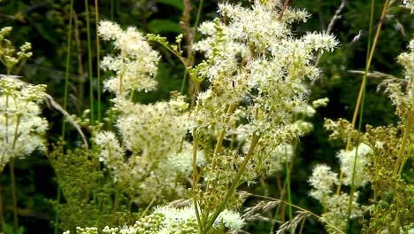 Sweet-Cicely,-Myrrhis-Odorata,-are-seen-on-grassy-areas-such-as-roadsides-and-grass-verges