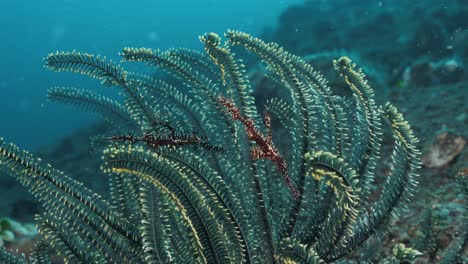 a mating pair of ornate pipefish find safety amongst the contrasted coloured crinoid