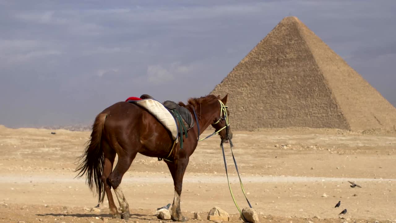 horse standing in front of pyramids of Giza