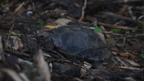 well hidden on the forest ground with rotting leaves and branches then it moves to go to the left, asian forest tortoise, manouria emys, kaeng krachan national park, thailand