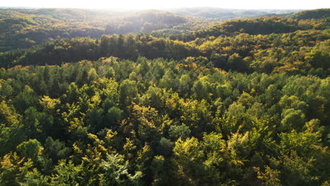 Vista-Aérea-Del-Interminable-Bosque-Witomino-En-Gdynia,-Polonia-Con-Bengalas-Solares