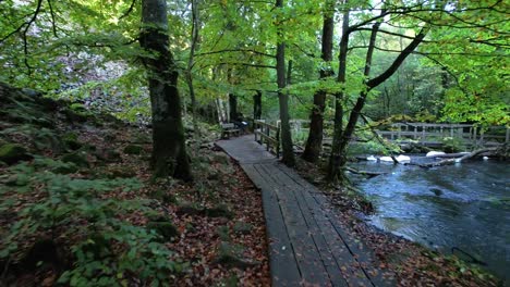 senderismo en el bosque junto a un arroyo
