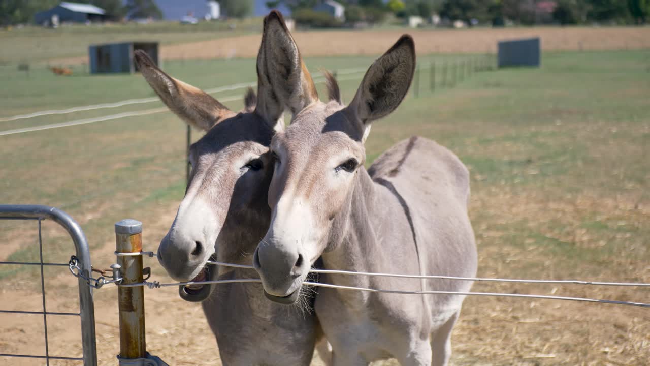 Slow motion close-up of two donkeys mules standing and chewing on fence on country outback farm ranch meadow property in rural suburbs of Australia animal species breed outdoors stables tourism
