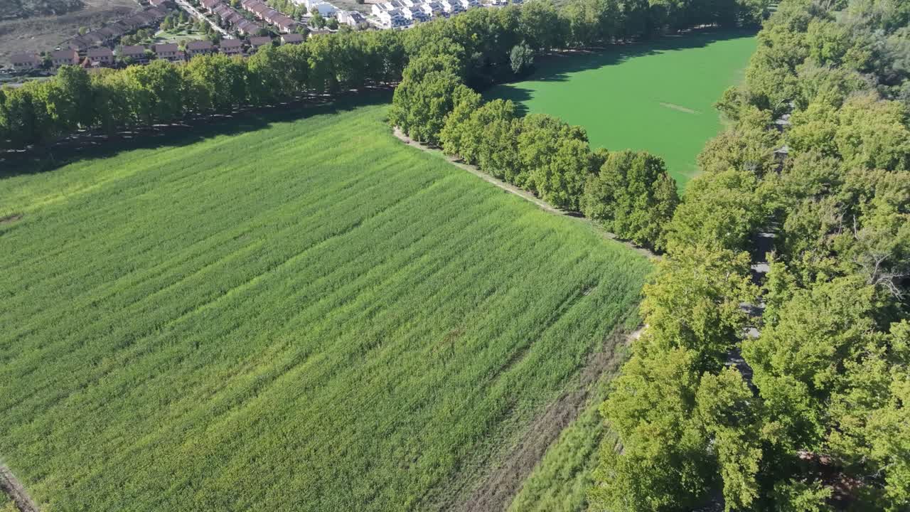 I fly with drones in slow motion some agricultural plots where large trees are used to act as a median between some fields and others, everything looks very green and we see it with the camera pan