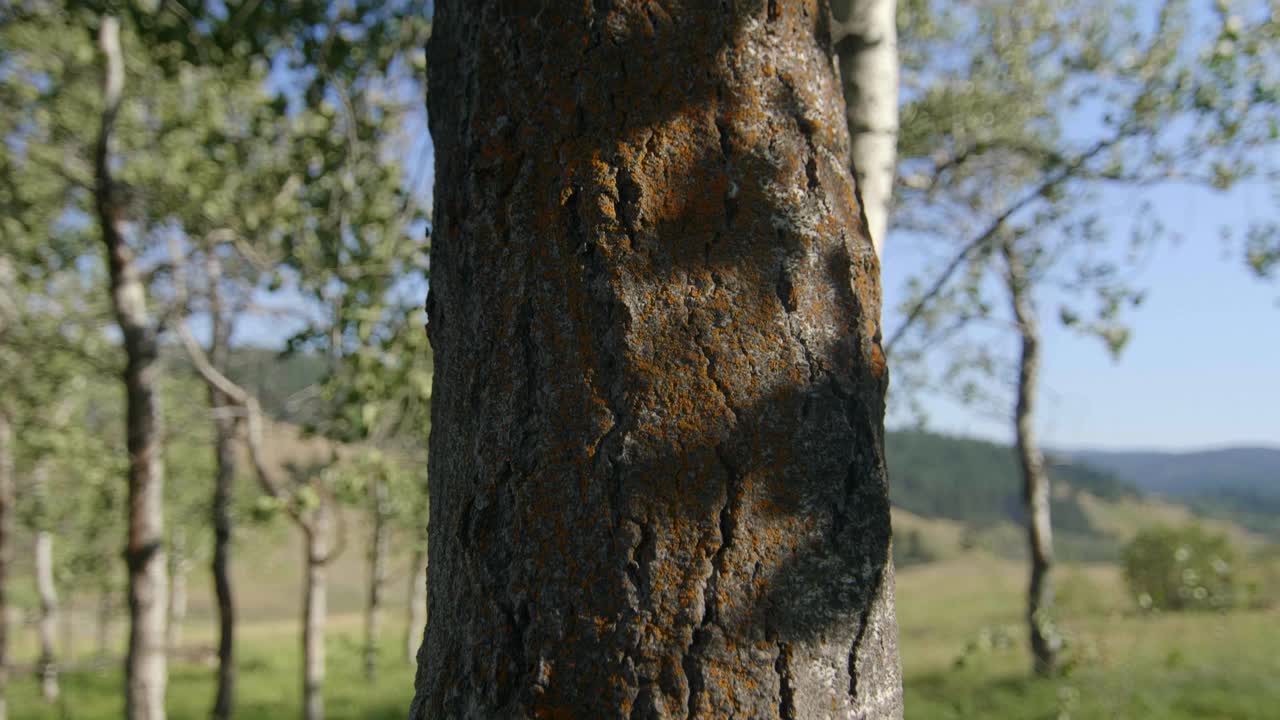 Close Up of shaded Tree Trunk Covered in Moss