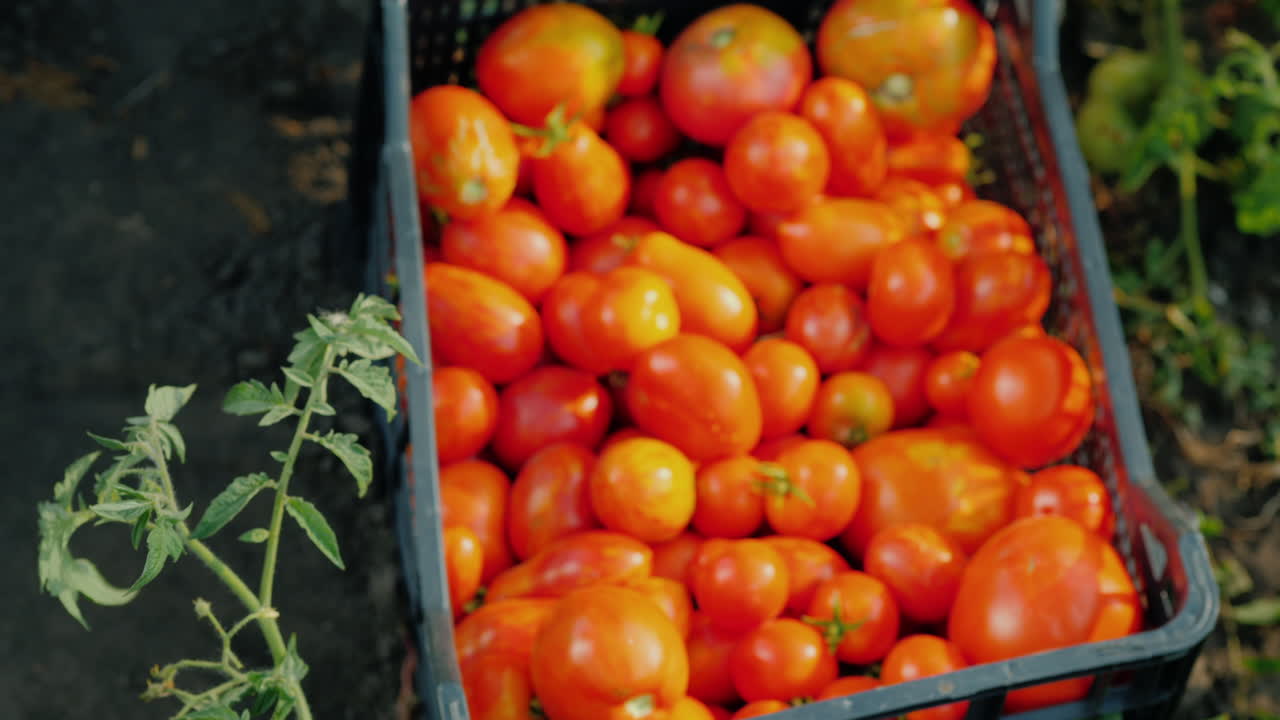 농부의 손은 채소를 수확하는 정원에서 잘 익은 토마토 몇 개를 들고 있다