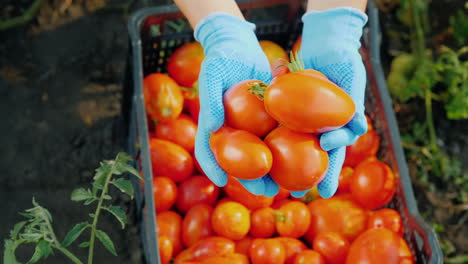 farmer's hands are holding several ripe tomatoes in the garden harvesting vegetables