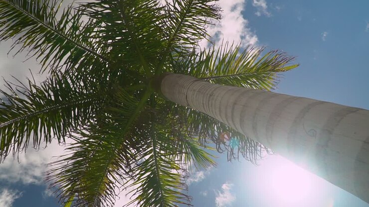 Summer Holiday Concept Looking Up At Palm Tree With Blue Sky And Clouds 1