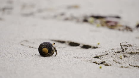 Pequeño-Y-Lindo-Cangrejo-Caminando-Solo-En-Una-Playa-Blanca-De-Arena-Tropical