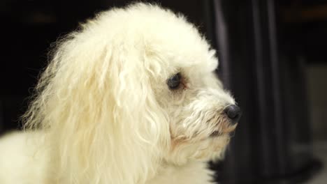 fluffy toy poodle suddenly stands up and walk away