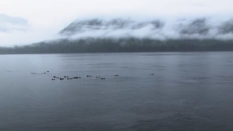 Wide-frame-of-sea-otters-grooming-themselves-and-floating-in-the-ocean-waters-in-a-rainy-day