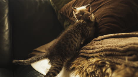 curious tabby and siamese kittens playing on a couch, medium shot