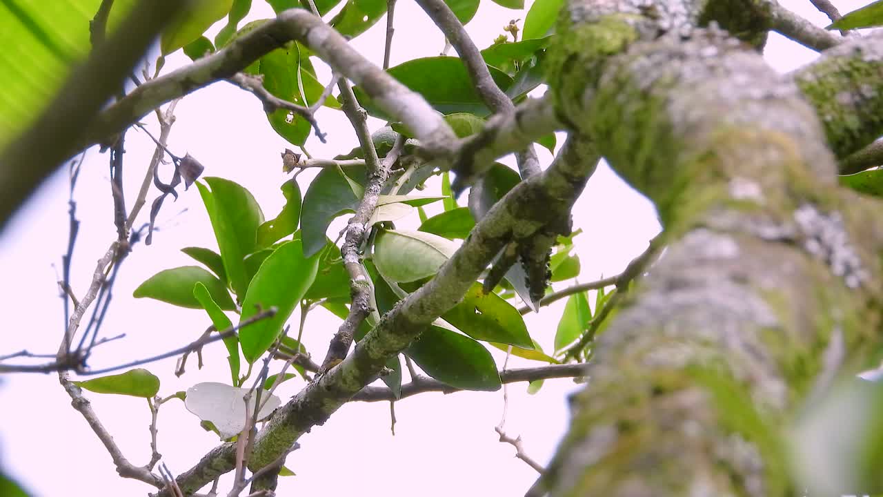 un primer plano de un vibrante pájaro tanager de cuello azul encaramado en una rama de un árbol en el parque nacional de los nevados, colombia