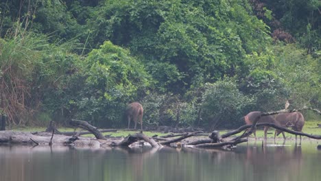 Sambarhirsch,-Rusa-Unicolor,-Thailand