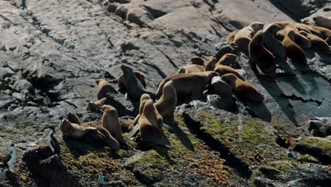 Kolonie-Südamerikanischer-Seelöwen-Sonnt-Sich-Auf-Felsen-Im-Beagle-Kanal,-Argentinien