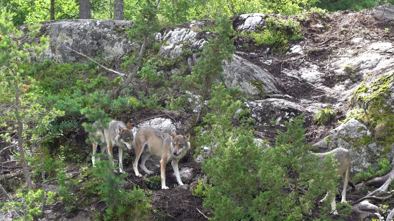 Wolfpack feeding on raw meat inside Norwegian bear park - Wild animals in captivity - Handheld static