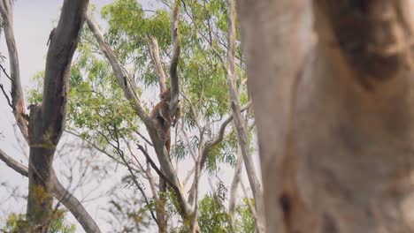 funny koala hugging a tree and resting during beautiful weather outdoors in australia