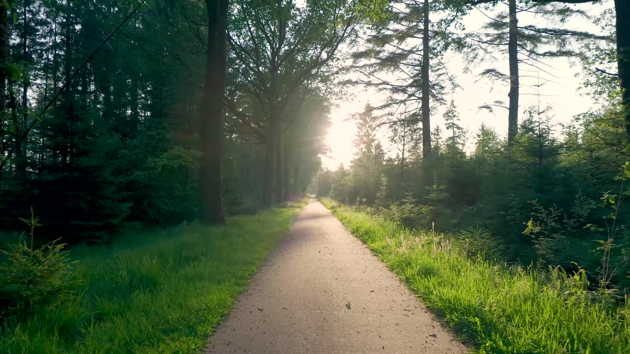 Sunny Path Through a Forest