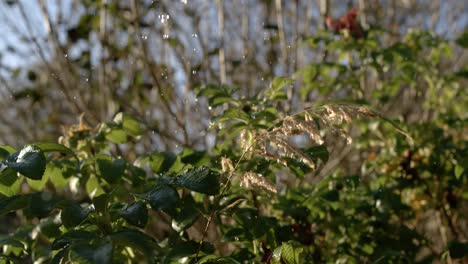 Raindrops-falling-in-super-slow-motion.