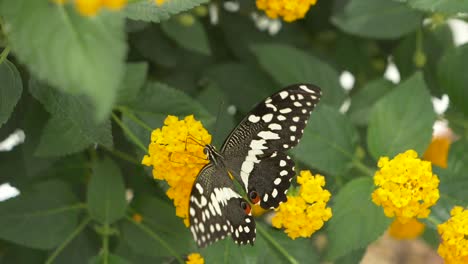 slow motion footage of wild black white butterfly sitting on blooming yellow flower and working - macro shot