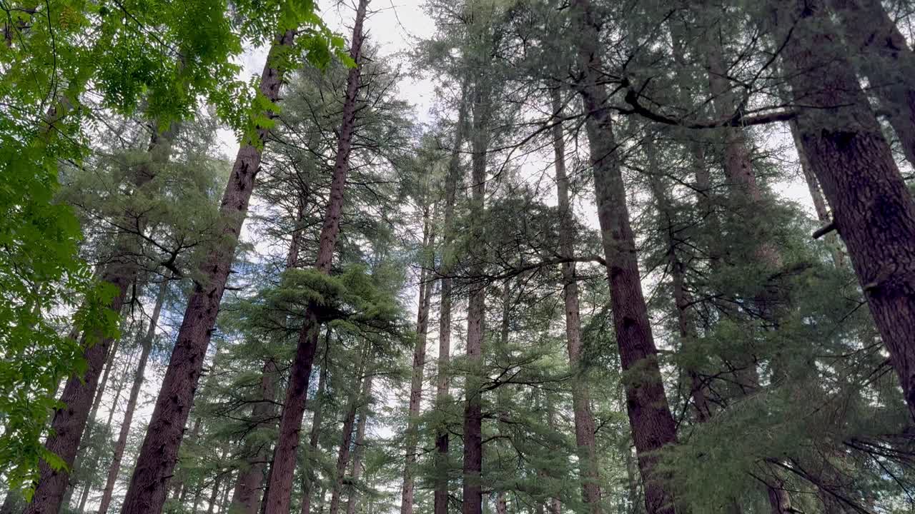 Panning shot from ground upward reveals the towering height of huge pine trees
