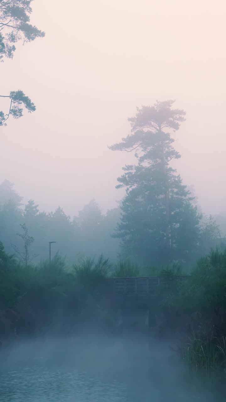 안개 숲 강 장면