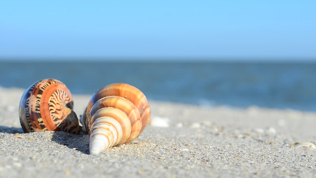 Conchas de berberecho sobre la arena con las olas de fondo. Grabación en la playa