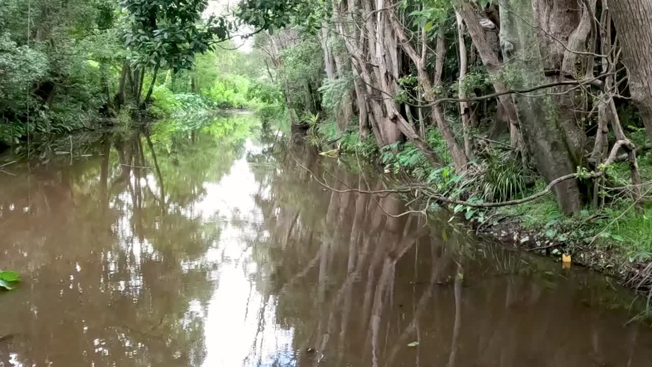 조용한 숲 속의 하천을 따라 천천히 움직입니다.