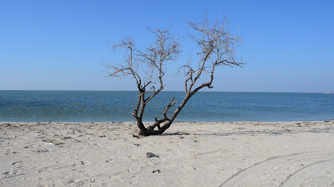 Kustlijn in de lente. Eenzame boom