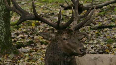 Elchbulle-Nahaufnahme-Im-Wald-Herbstfurche-Mit-Beeindruckendem-Rack