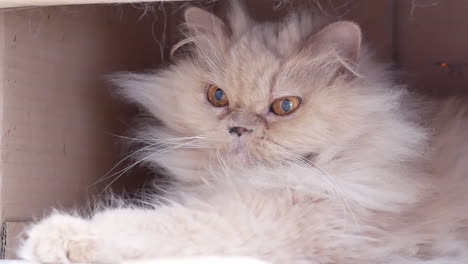 motion of persian cat playing with people inside box with 4k resolution