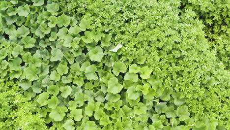 Flight-directly-above-green-lush-and-dense-vegetable-food-garden-with-potato-and-cucumber-plants-on-sunny-day,-overhead-aerial-approach