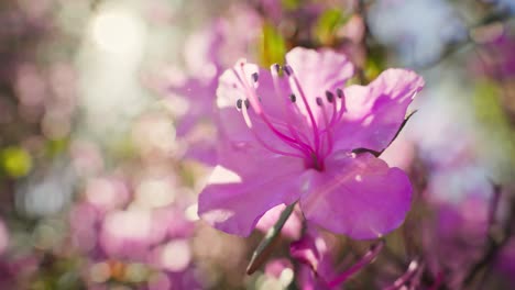 pink azalea flower in bloom
