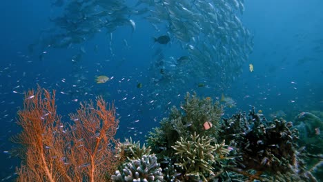 schooling jack fish swimming behind an artificial reef with sunrays shining through the water