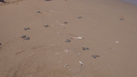 Wide-shot-of-many-baby-Green-Turtles-running-across-the-beach-to-the-safety-of-the-sea-after-hatching